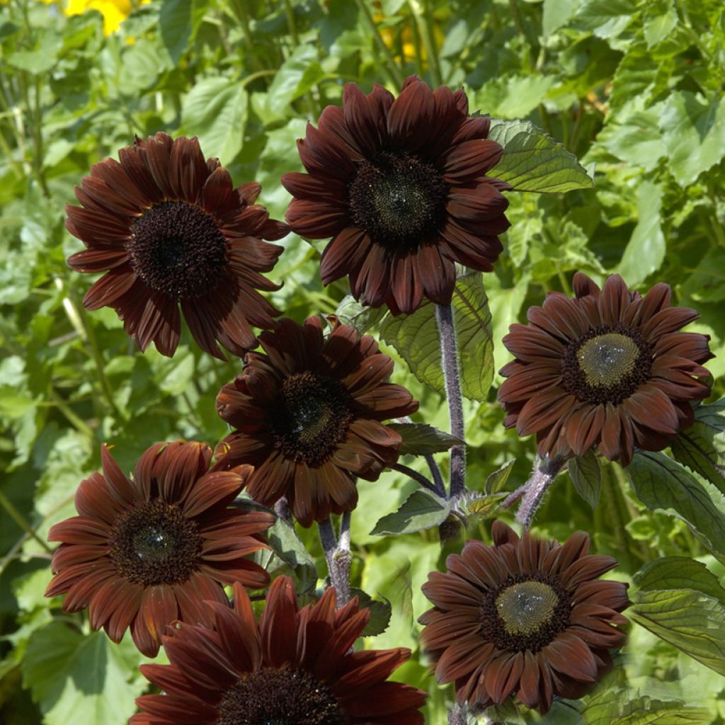 Girasol F1 Claret