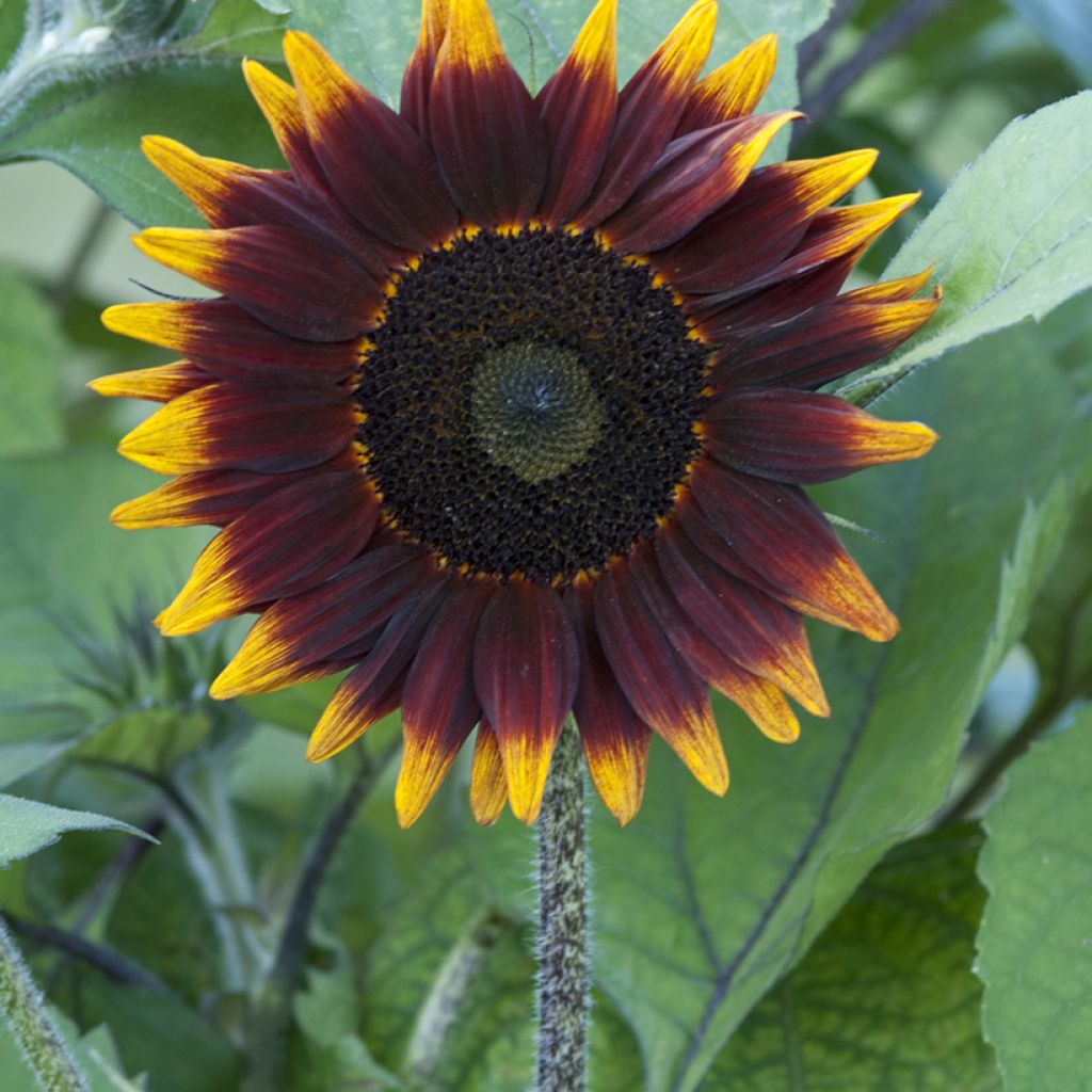 Girasol F1 Schock-o-Lat