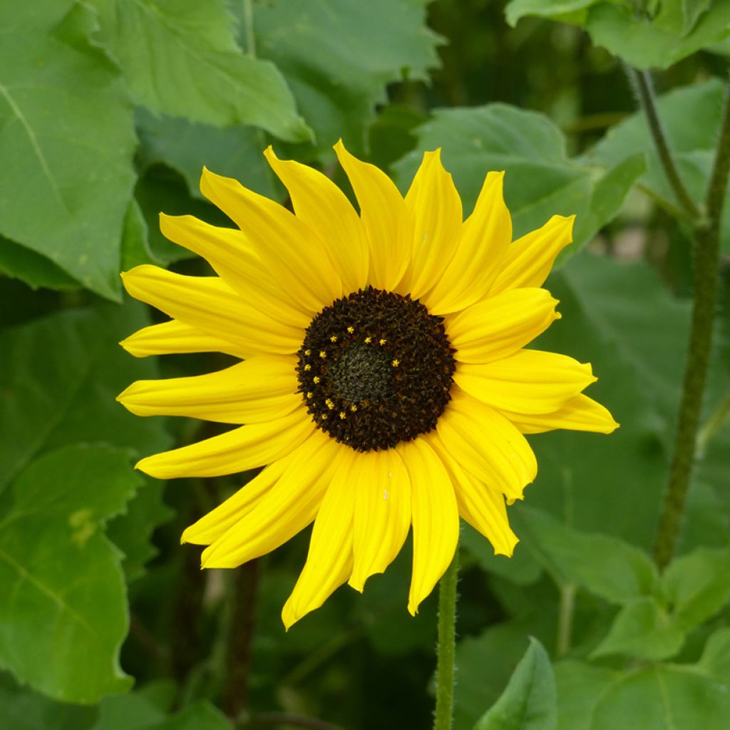 Helianthus debilis Stella