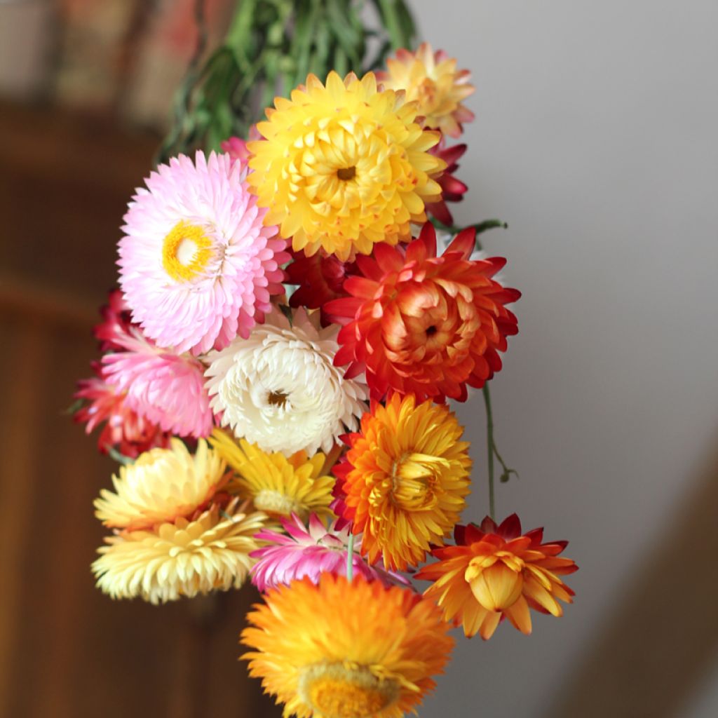 Helichrysum bracteatum monstrosum - Bráctea