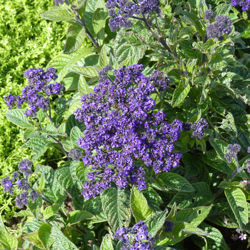Heliotropium arborescens Pérou Marine