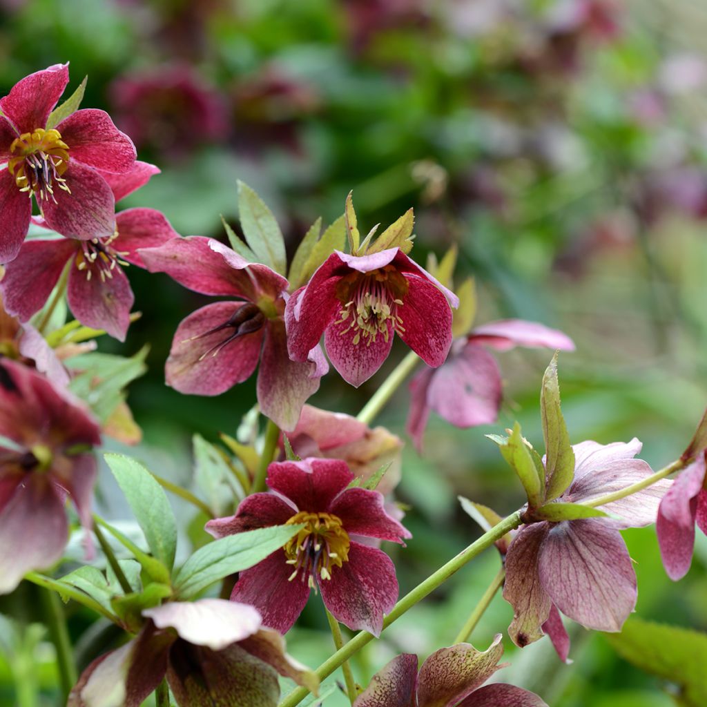 Eléboro oriental Red Hybrids