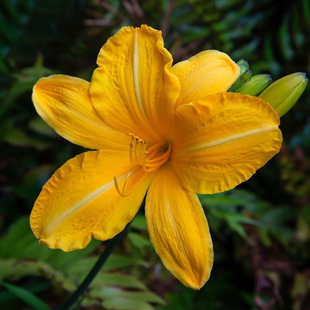 Hemerocallis Cartwheels