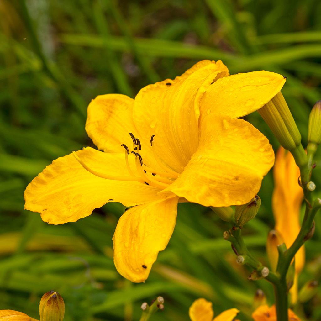 Hemerocallis Cartwheels
