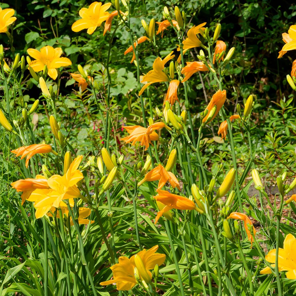 Hemerocallis Cartwheels