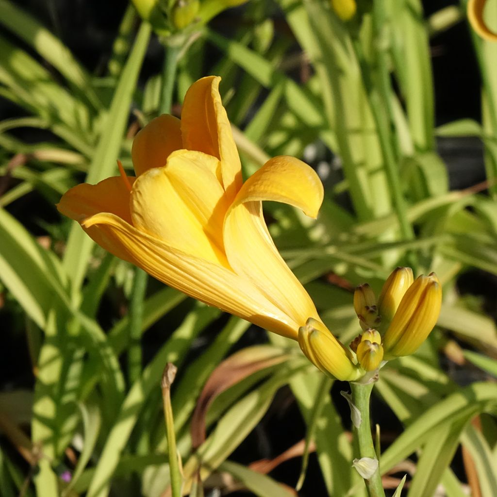 Hemerocallis Chicago Sunrise