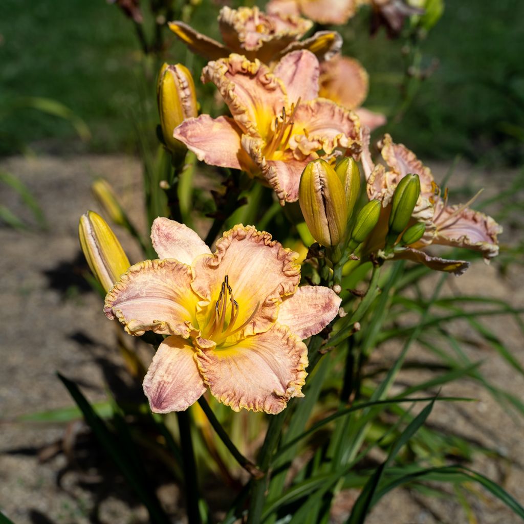 Hemerocallis Clothed in Glory