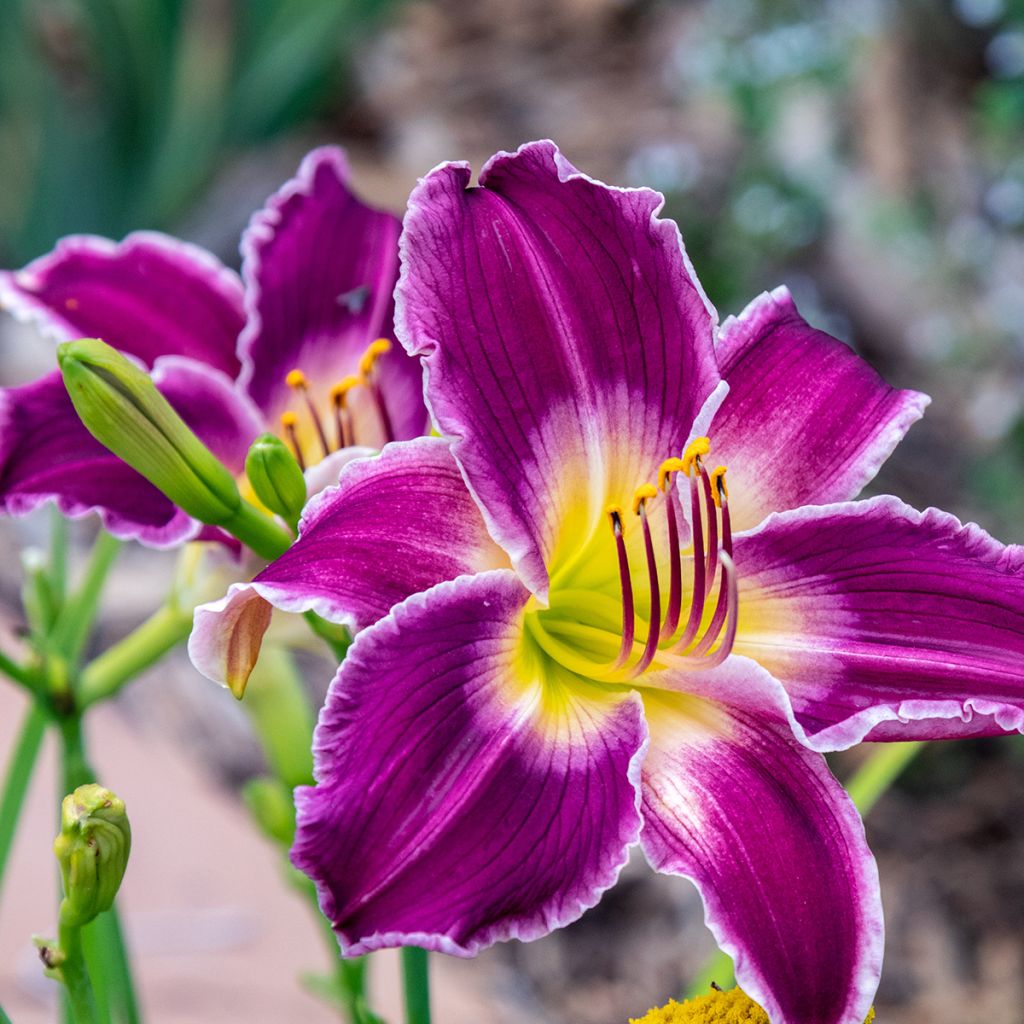 Hemerocallis Indian Giver