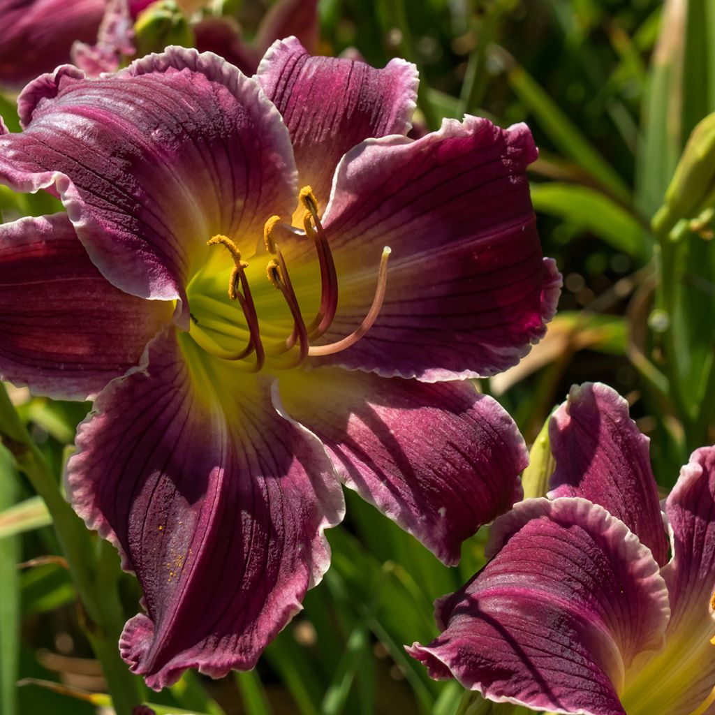 Hemerocallis Indian Giver
