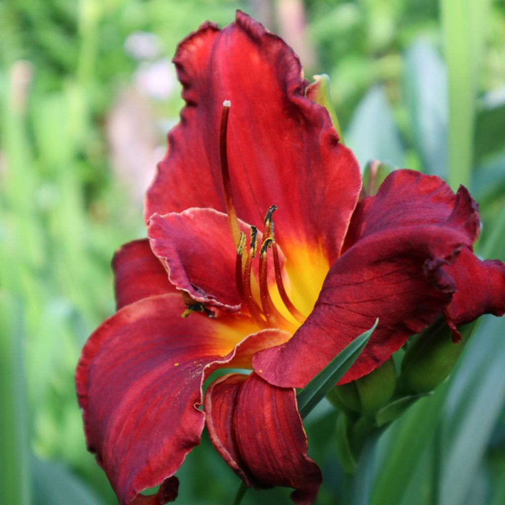 Hemerocallis Velvet Robe - Lirio de día