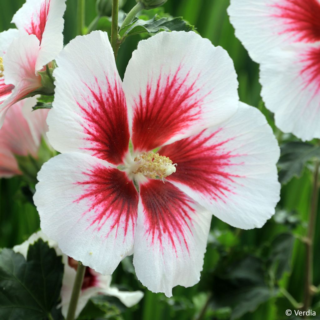 Hibiscus syriacus Hibisa Blanco - Rosa de Siria