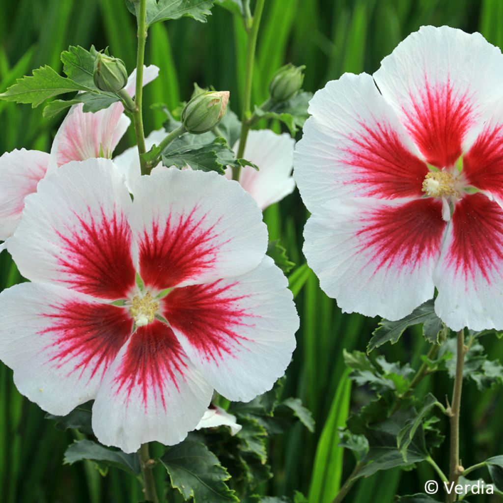 Hibiscus syriacus Hibisa Blanco - Rosa de Siria