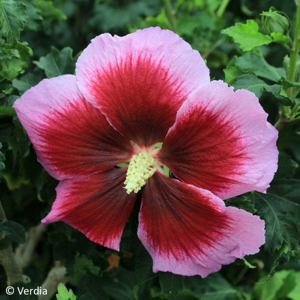 Hibiscus syriacus Hibisa Cocktail - Rosa de Siria