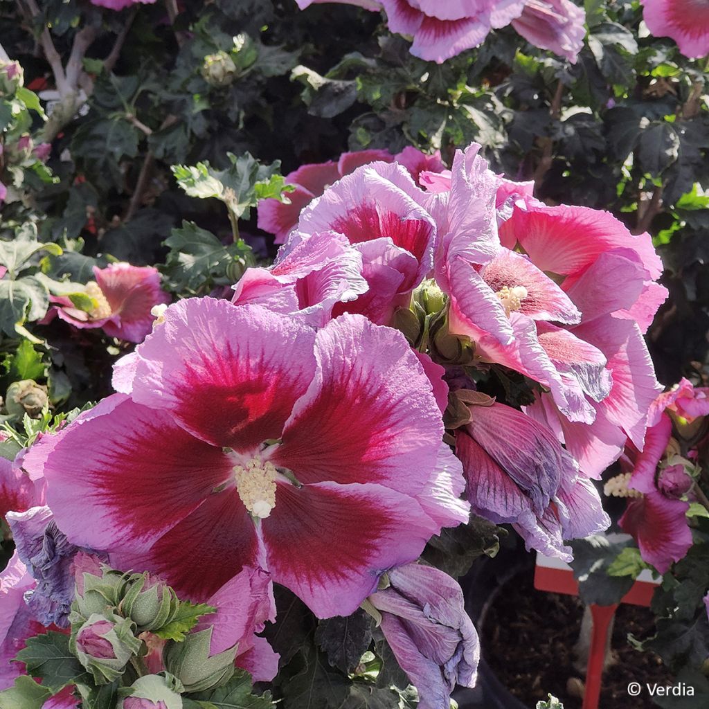 Hibiscus syriacus Hibisa Cocktail - Rosa de Siria
