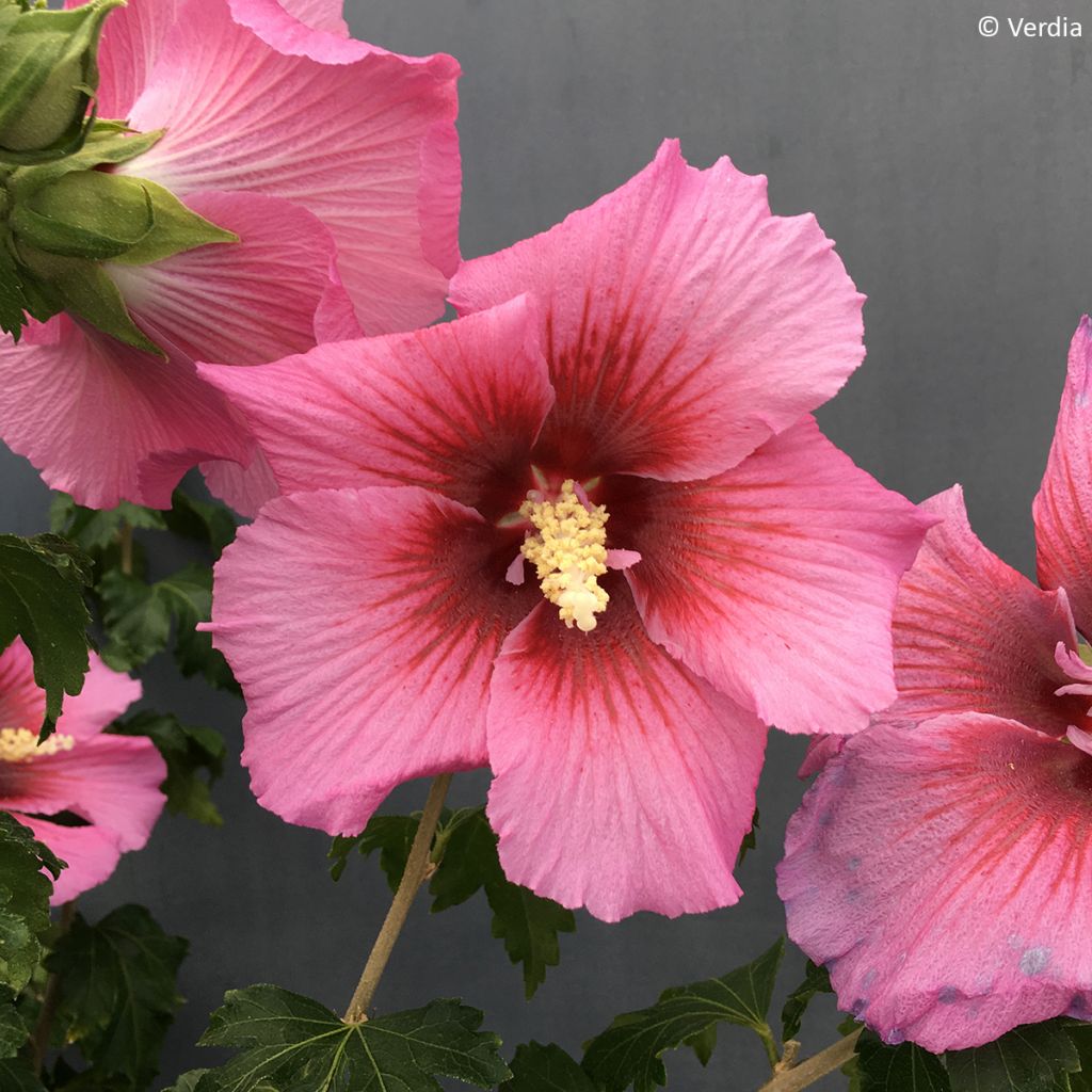 Hibiscus syriacus Hibisa Rosada - Rosa de Siria