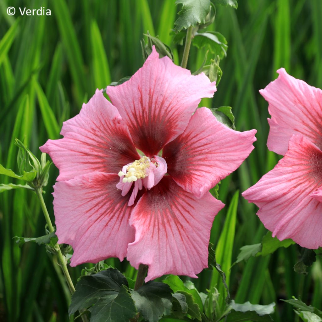 Hibiscus syriacus Hibisa Rosada - Rosa de Siria
