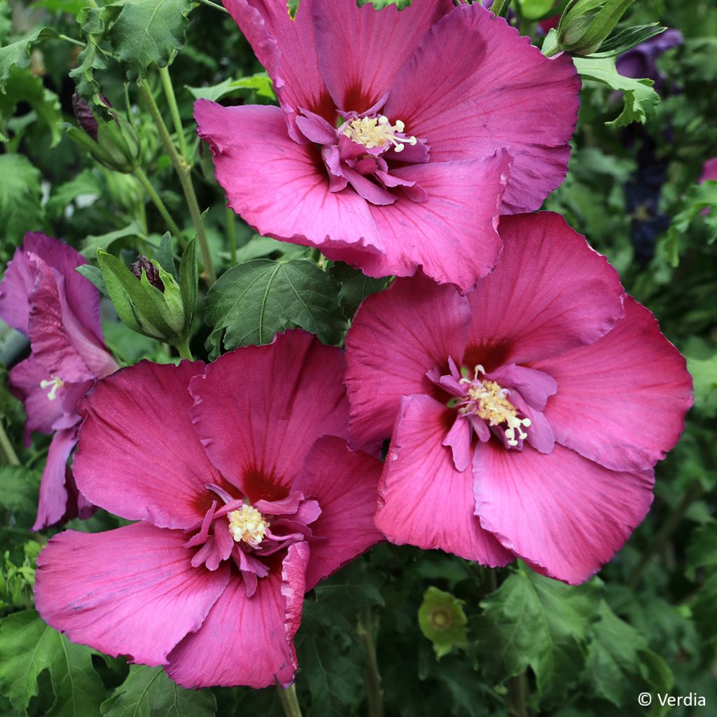 Hibiscus syriacus Hibisa Sangria - Rosa de Siria