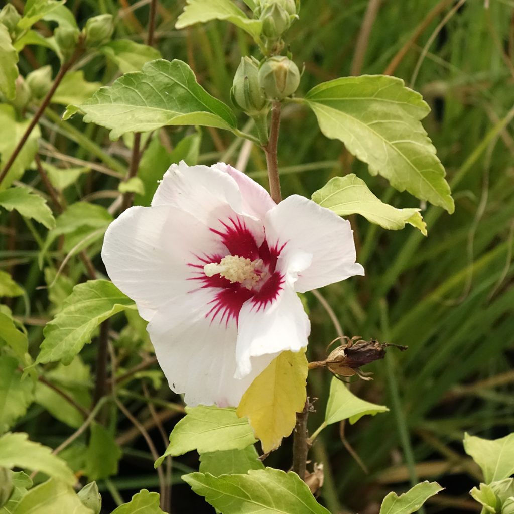 Hibiscus syriacus Shintaeyang - Altea