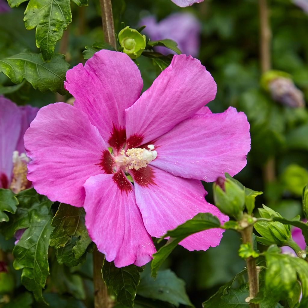 Altea Pink Giant - Hibiscus syriacus