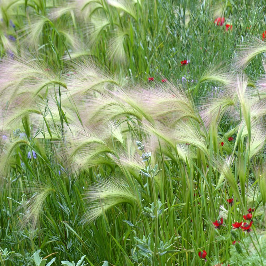 Hordeum jubatum (semillas)