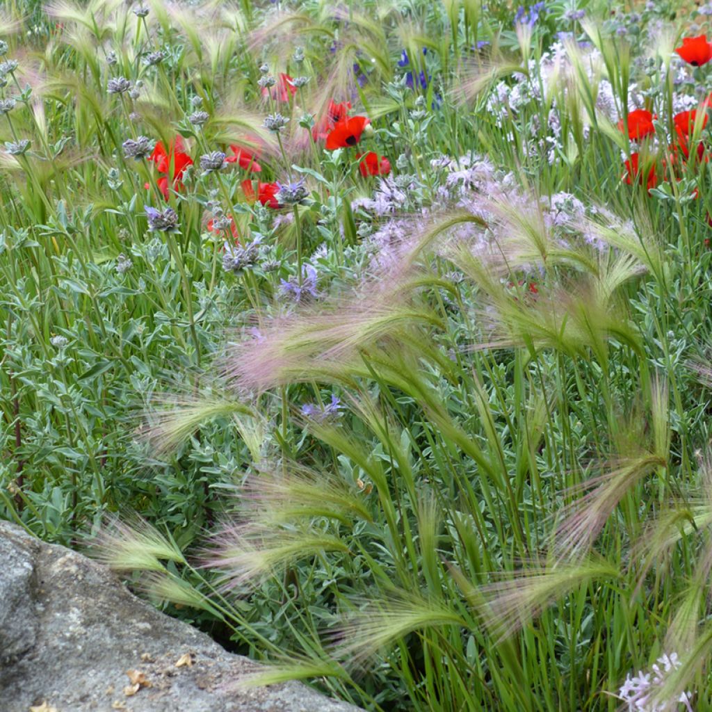 Hordeum jubatum (semillas)