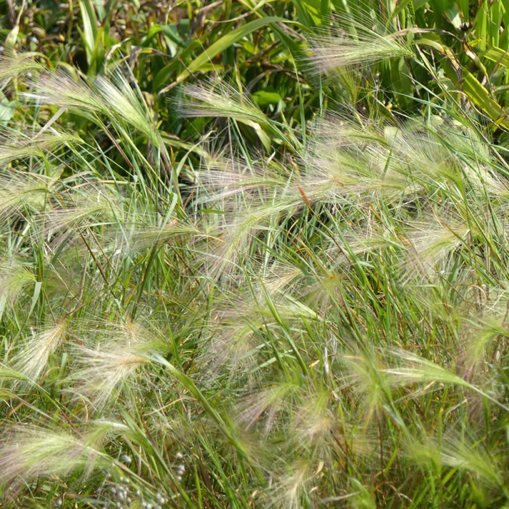 Hordeum jubatum (semillas)