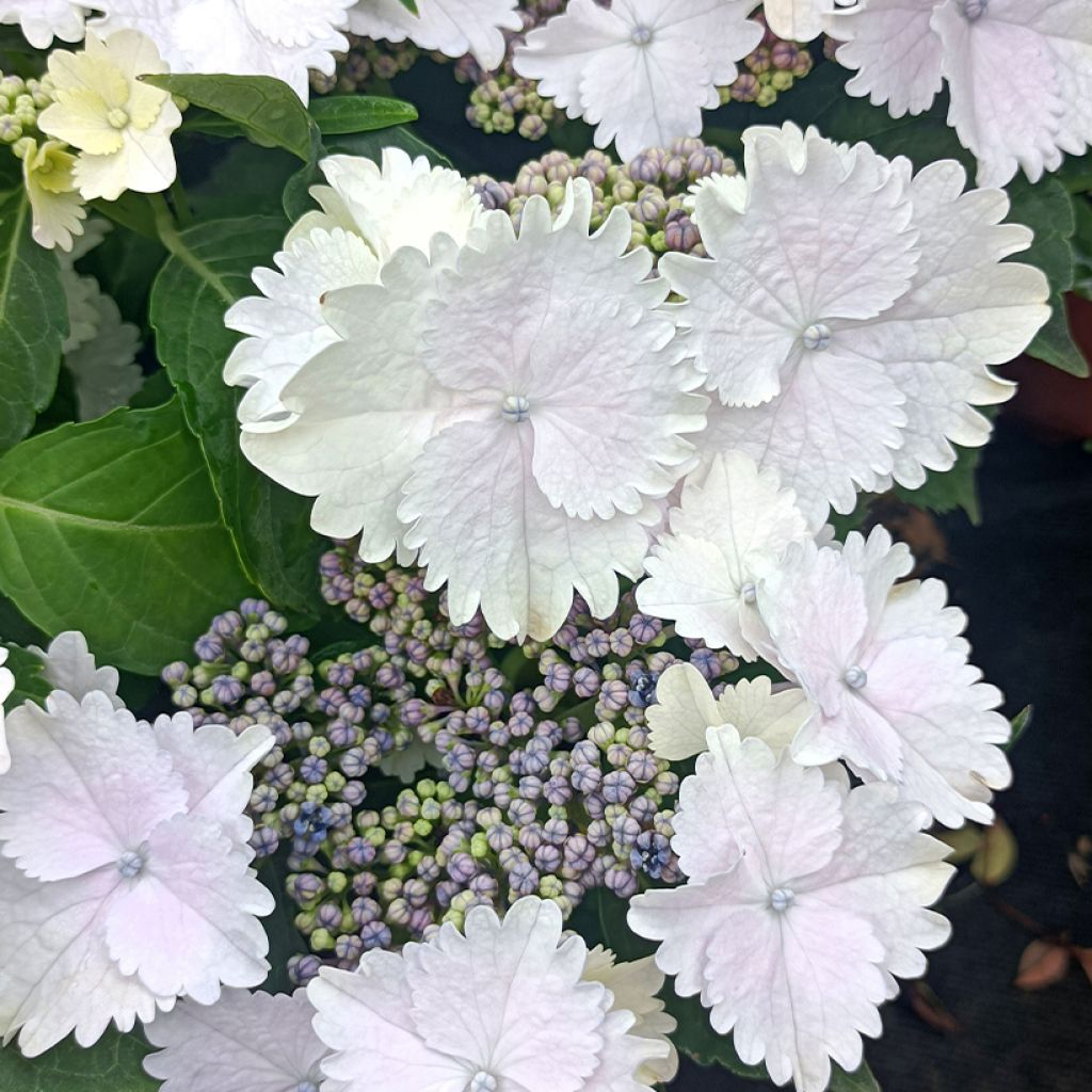 Hortensia macrophylla Koria - Hydrangea