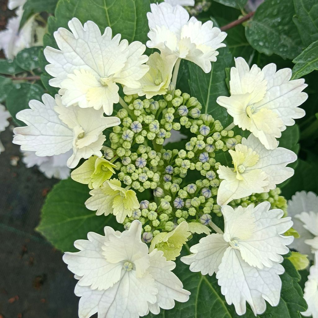 Hortensia macrophylla Koria - Hydrangea