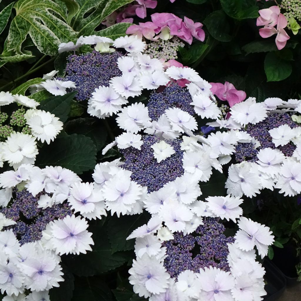 Hortensia macrophylla Koria - Hydrangea