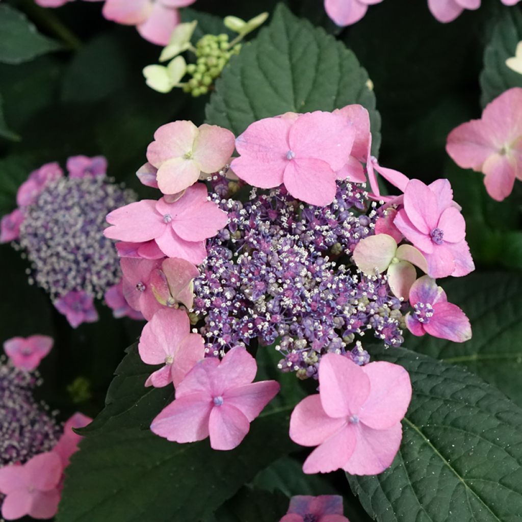 Hortensia macrophylla Nanping - Hydrangea
