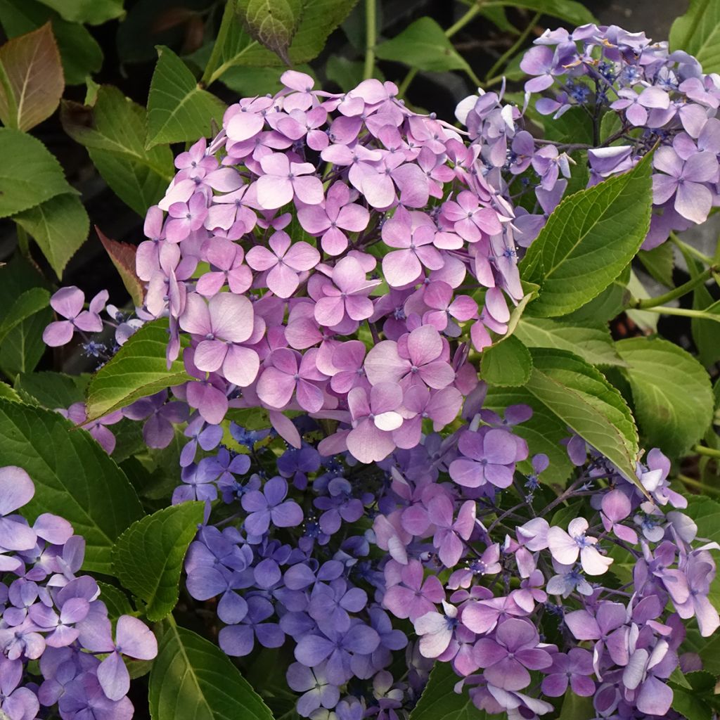 Hortensia macrophylla Yamato - Hydrangea