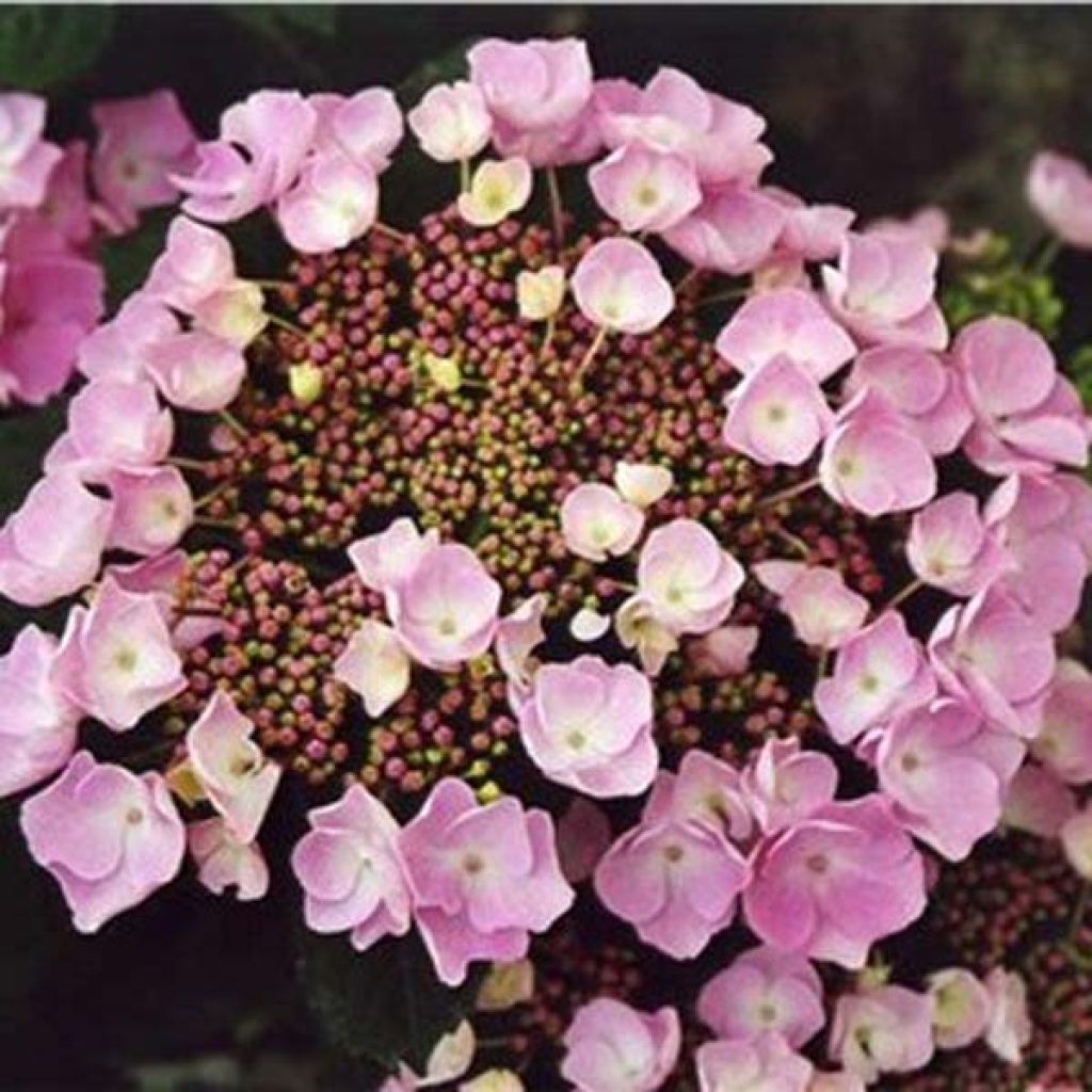 Hortensia macrophylla Nanping - Hydrangea