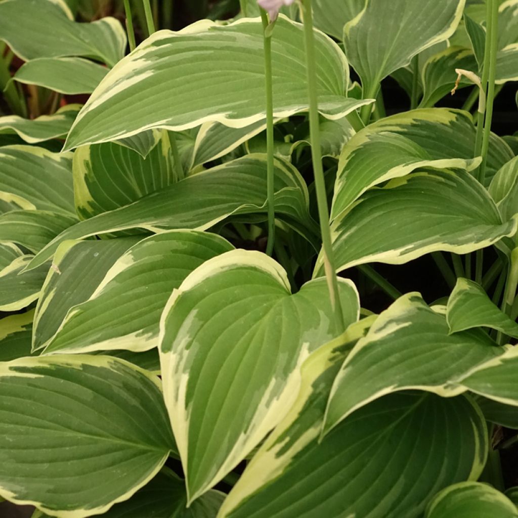 Hosta Great Expectations