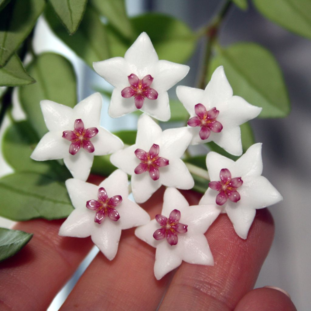 Hoya bella - Fleur de porcelaine