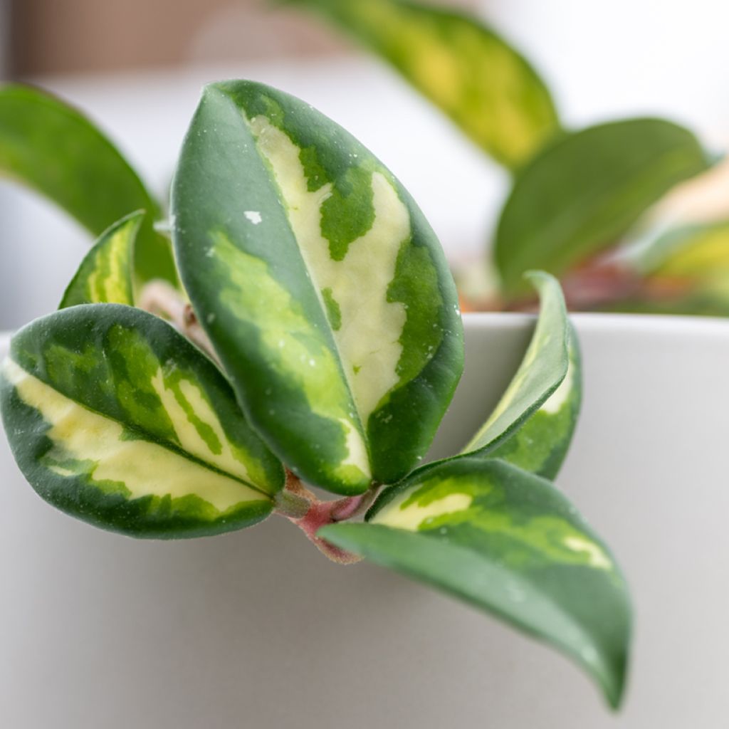 Hoya carnosa Tricolor - Fleur de porcelaine