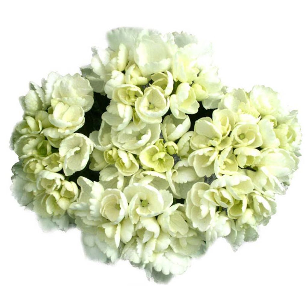 Hortensia - Hydrangea macrophylla Angelique®