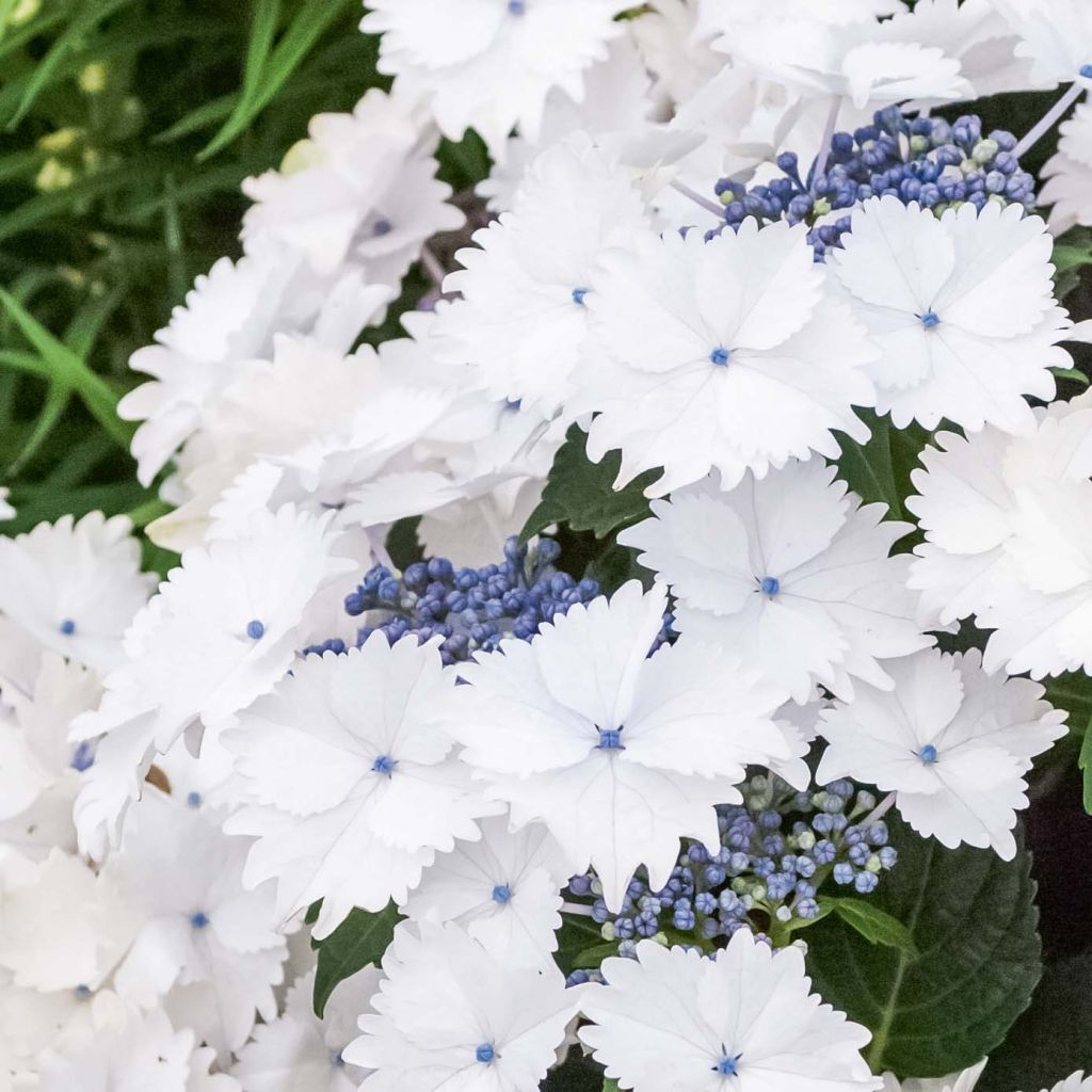Hortensia macrophylla Koria - Hydrangea