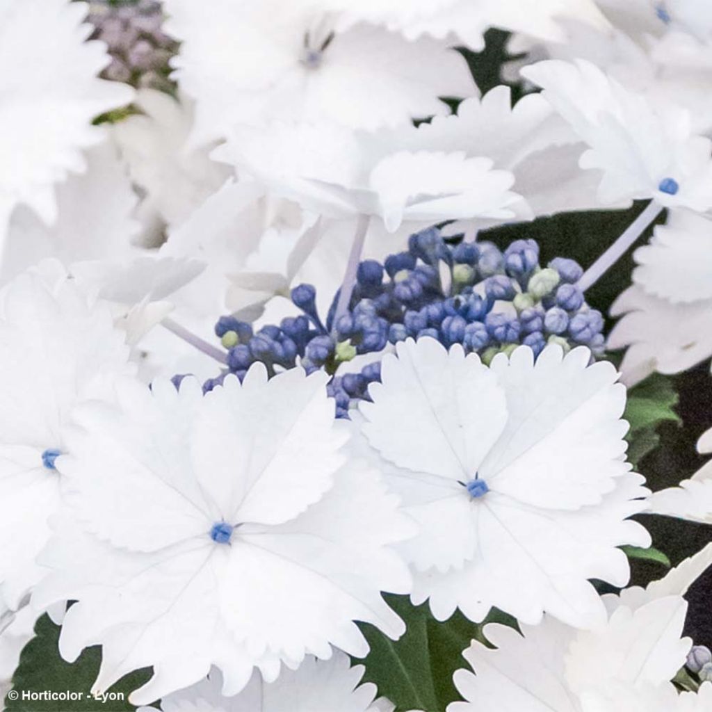 Hortensia macrophylla Koria - Hydrangea