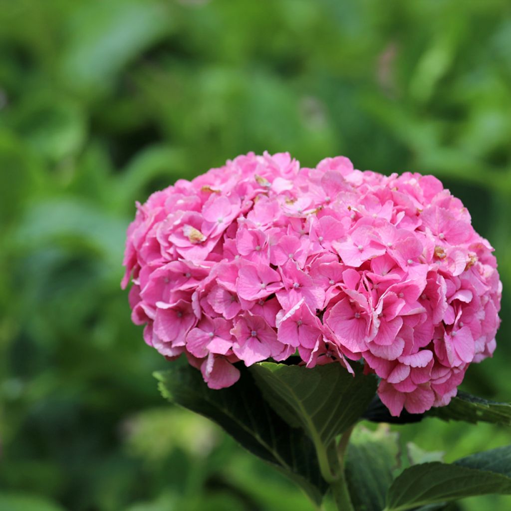 Hortensia macrophylla Dutch Ladies Selma - Hydrangea