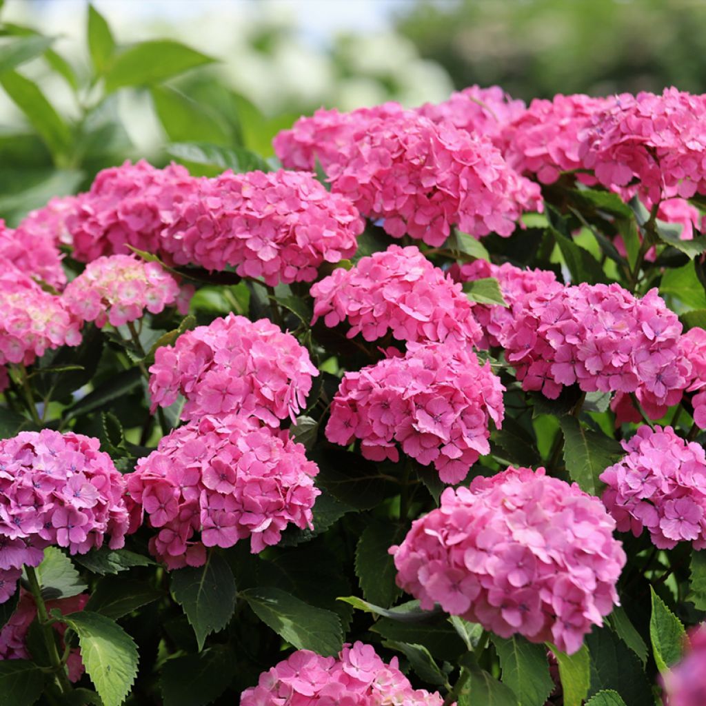 Hortensia macrophylla Dutch Ladies Selma - Hydrangea