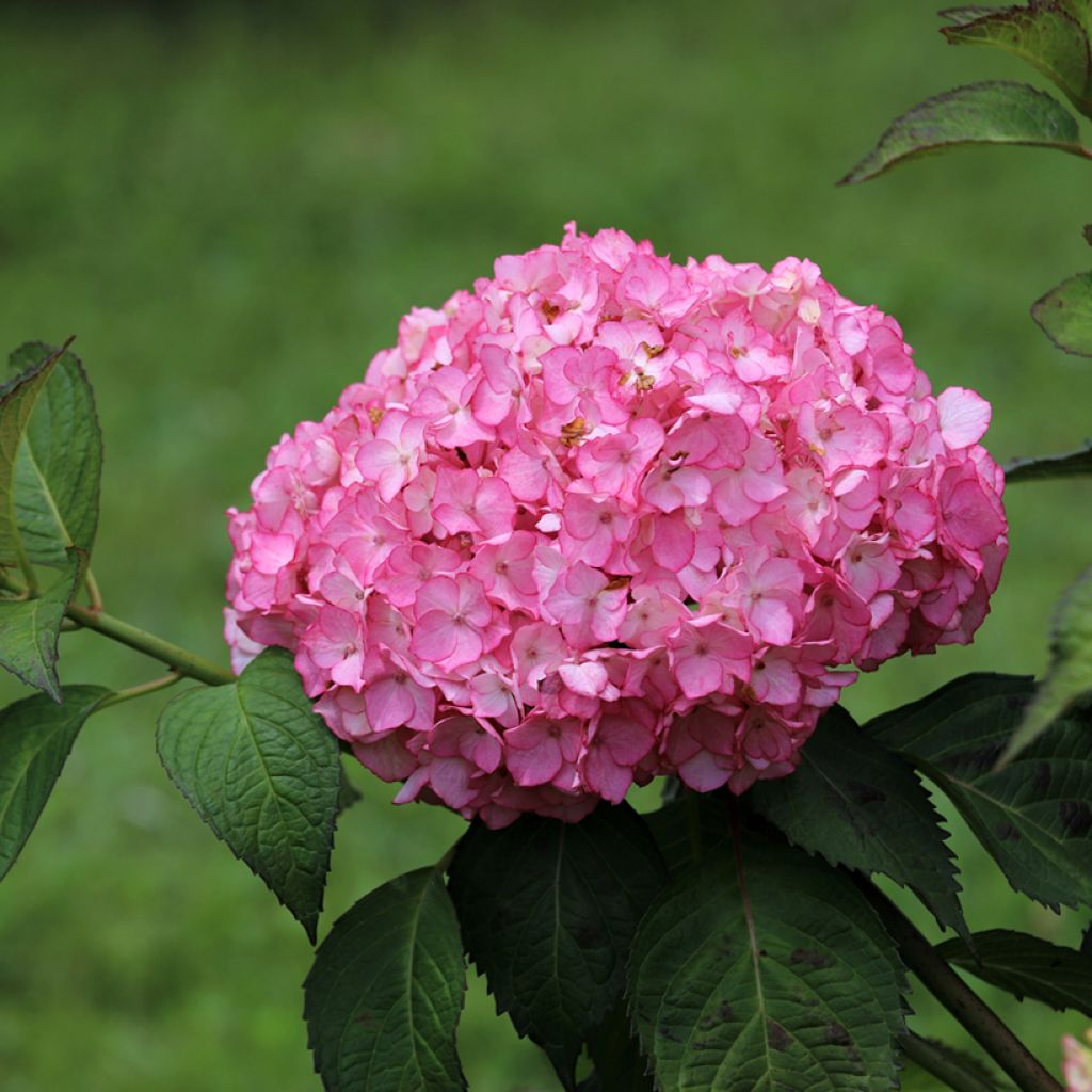 Hortensia macrophylla Dutch Ladies Selma - Hydrangea