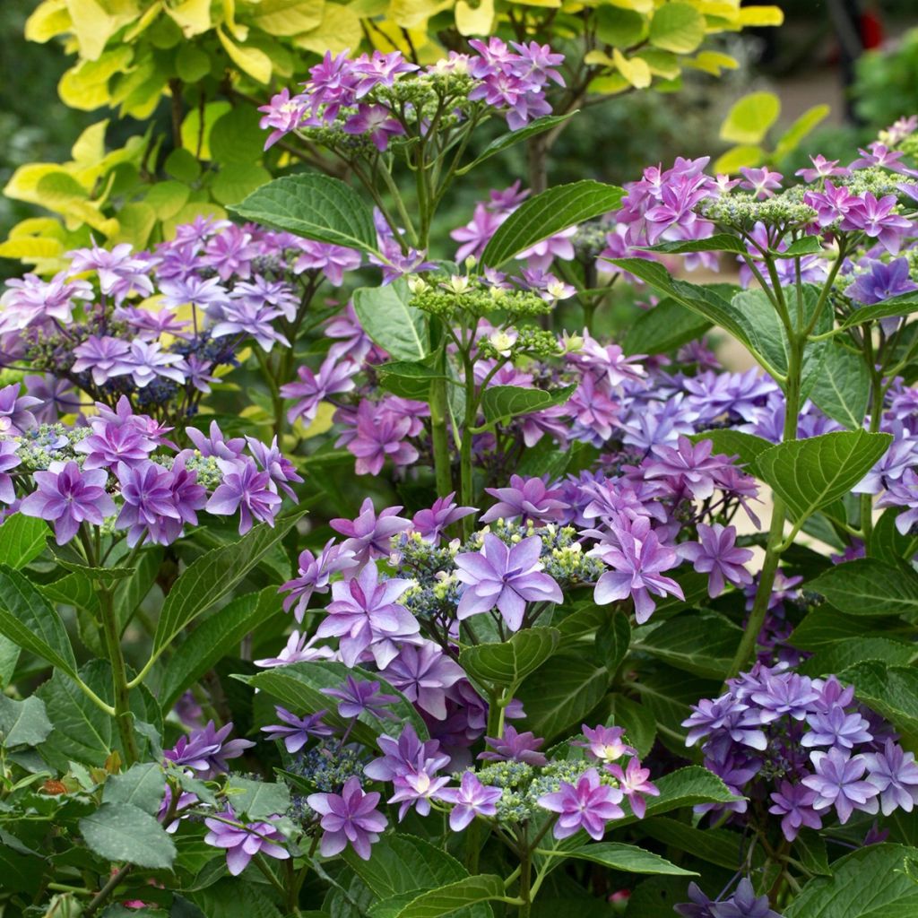 Hortensia macrophylla Tinkerbell - Hydrangea