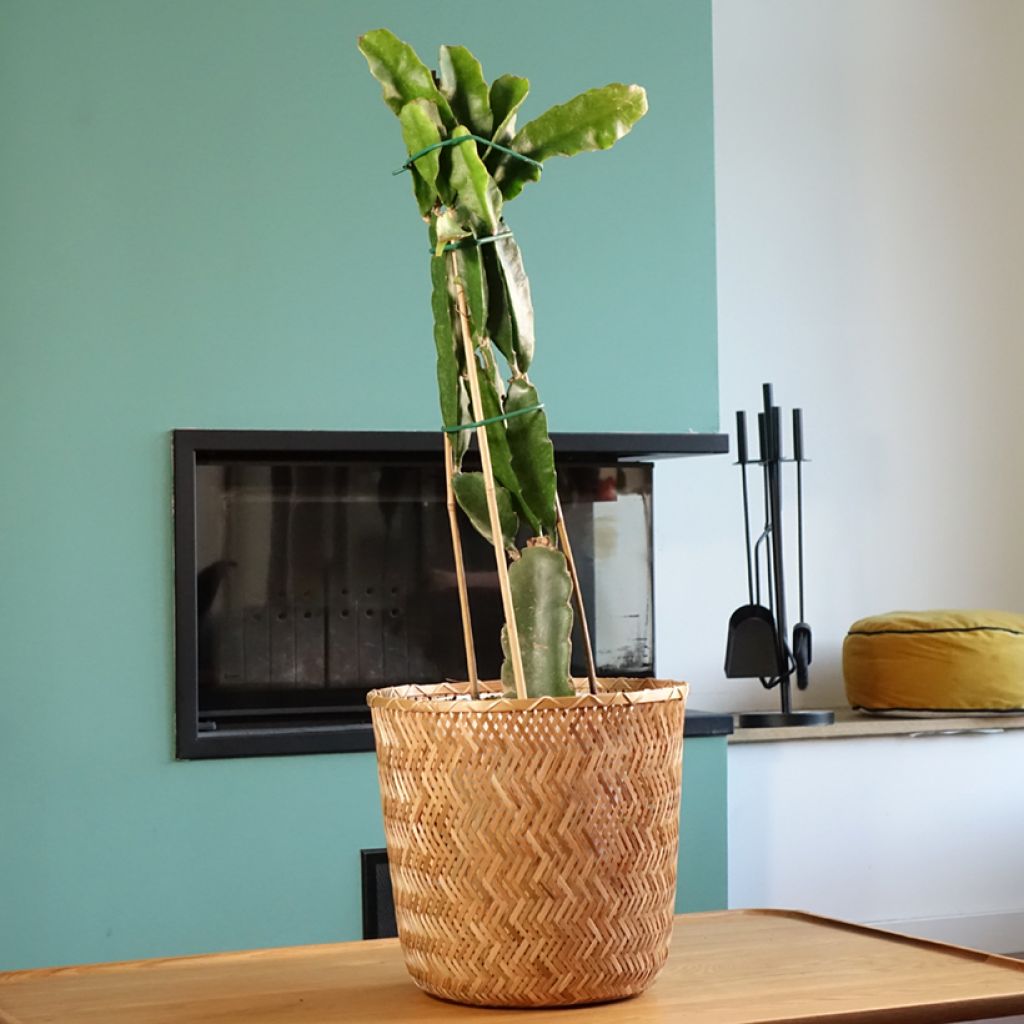 Cactus trepador - Hylocereus undatus
