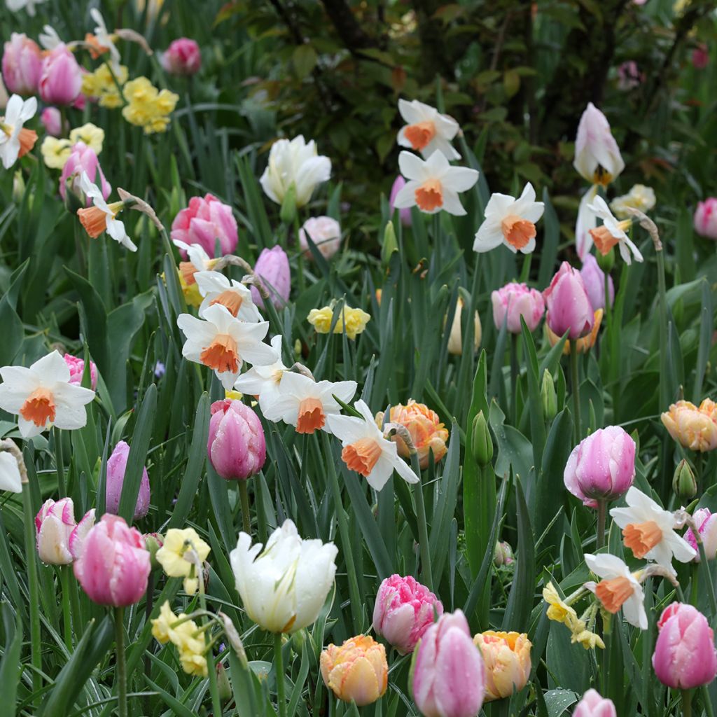 Inspiración bulbos de primavera Camaïeu Tendresse