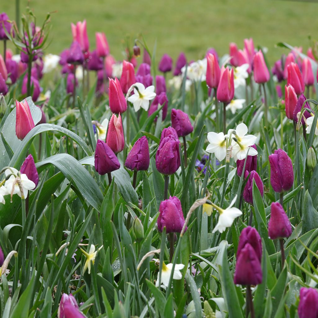 Inspiración de bulbos de primavera púrpura, rosa y blanco