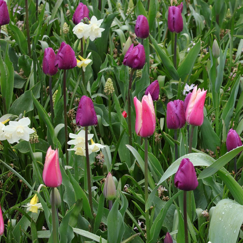 Inspiración de bulbos de primavera púrpura, rosa y blanco