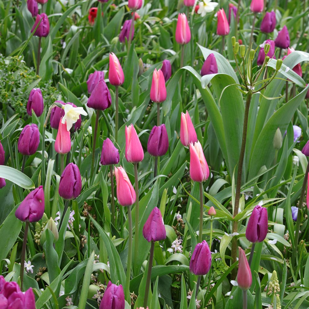 Inspiración de bulbos de primavera púrpura, rosa y blanco
