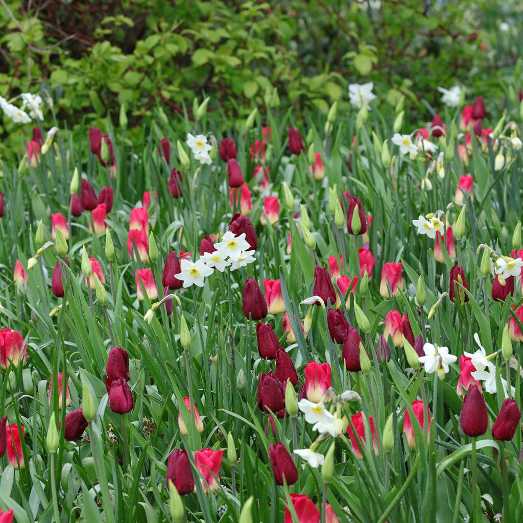 Inspiración de bulbos de primavera púrpura, rojo y blanco