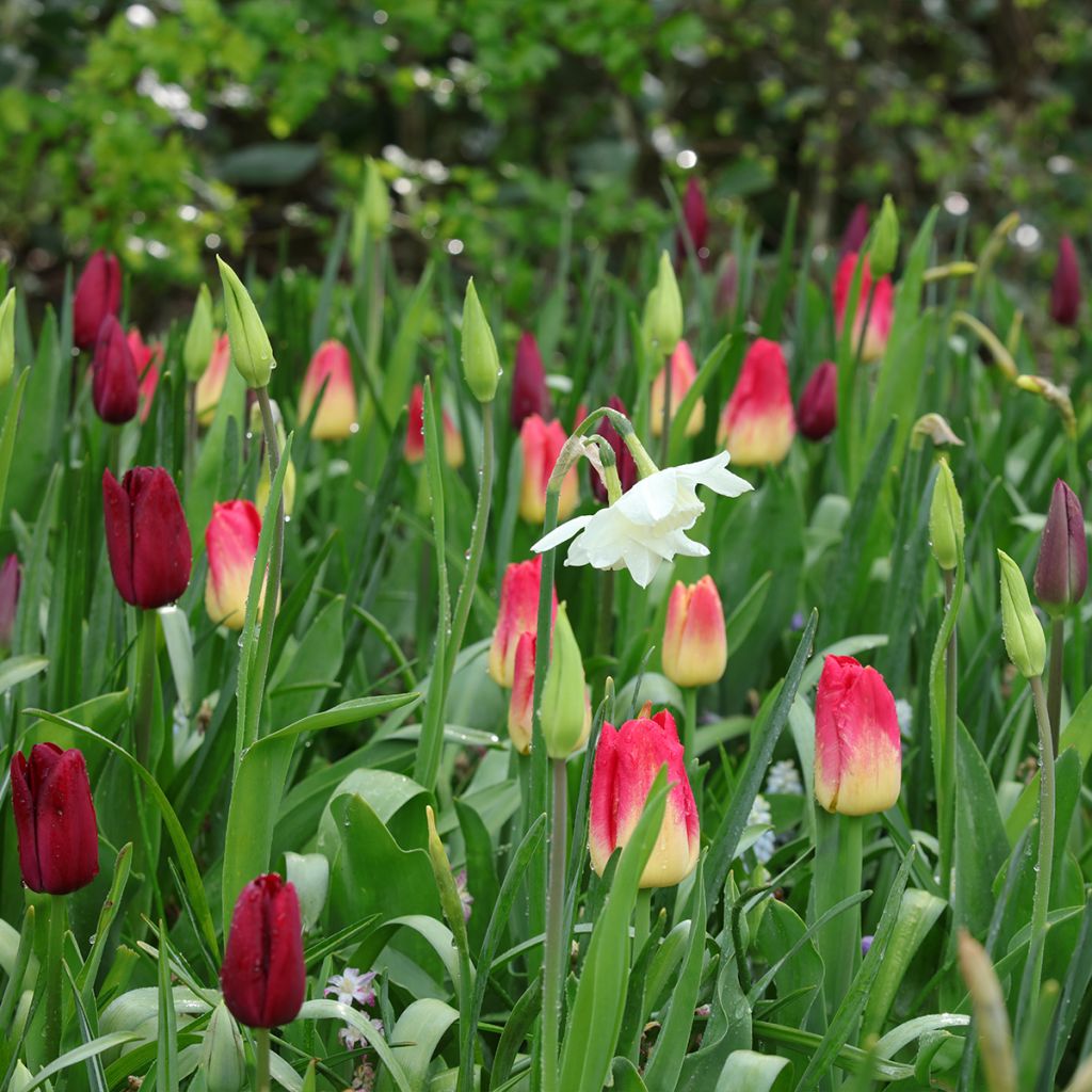 Inspiración de bulbos de primavera púrpura, rojo y blanco