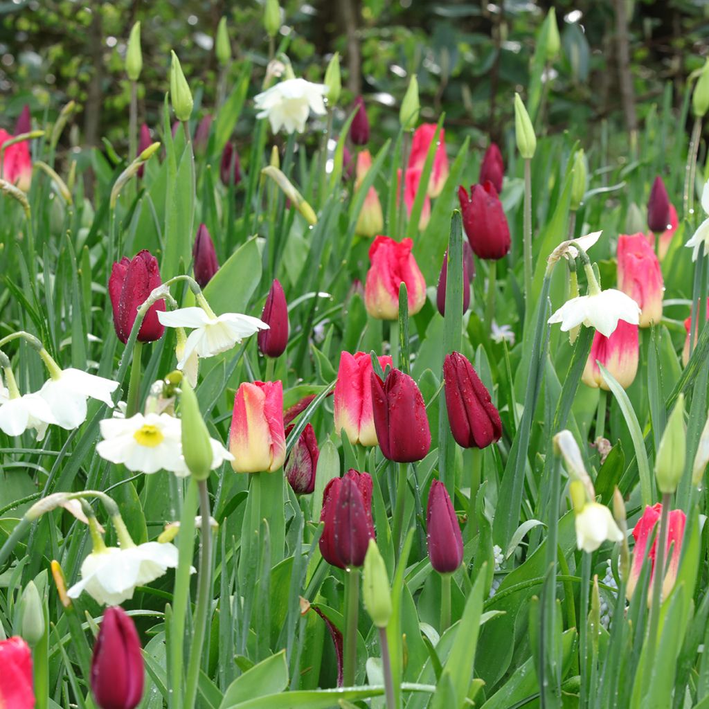 Inspiración de bulbos de primavera púrpura, rojo y blanco